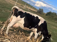 Kuh, Kaste Kuh — Foto 3