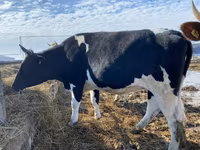 Vache, Russian Black pied cattle — photo 3