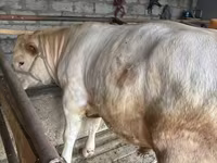 公牛, Auliekol breed — 照片 3