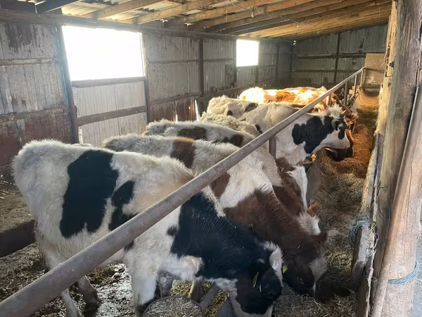 Бик, Russian Black pied cattle