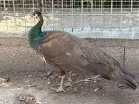 Chickens — الصورة 6