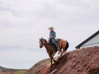 Hengst, Quarter Horse — Foto 8