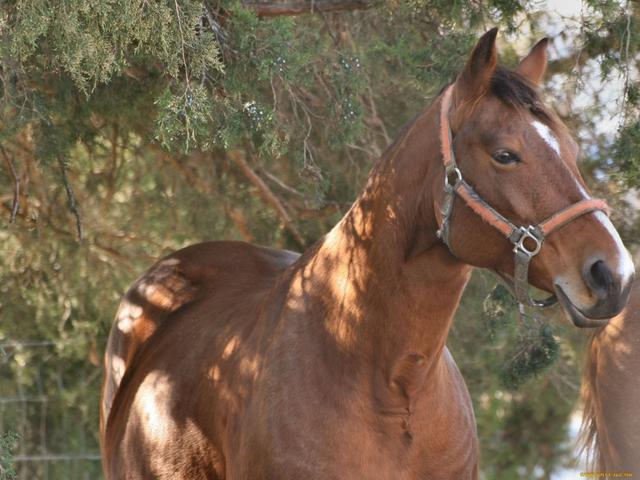 Cheval abyssinien