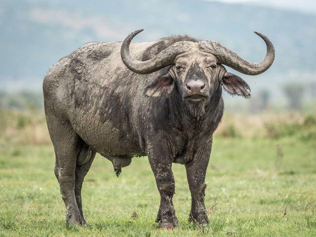 Afrikanischer Büffel