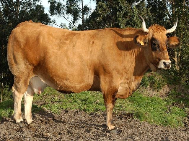 Asturianer Talrind