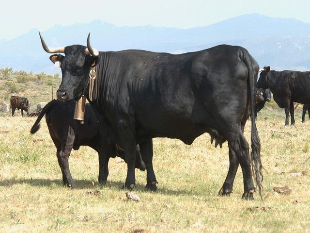 Avileña-noire Ibérique