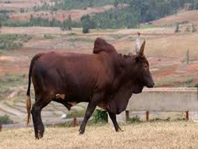 Zébu azerbaïdjanais