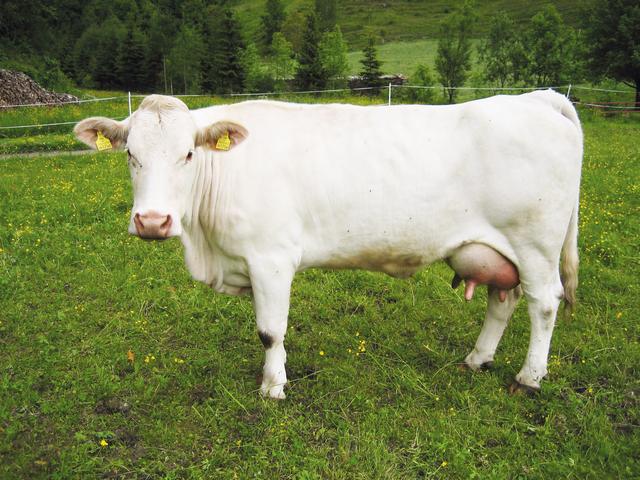 Vache blanche carinthienne