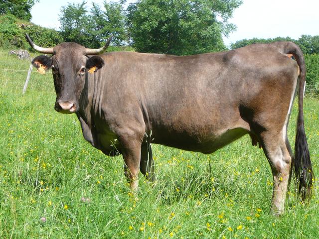 Race de vache