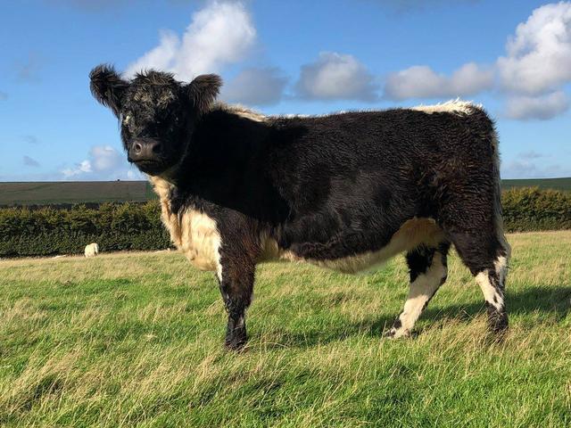 Vache galloise