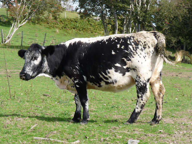 Vache Istobenskaya