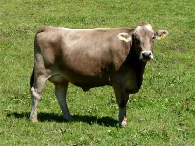 Vache Kostromskaya
