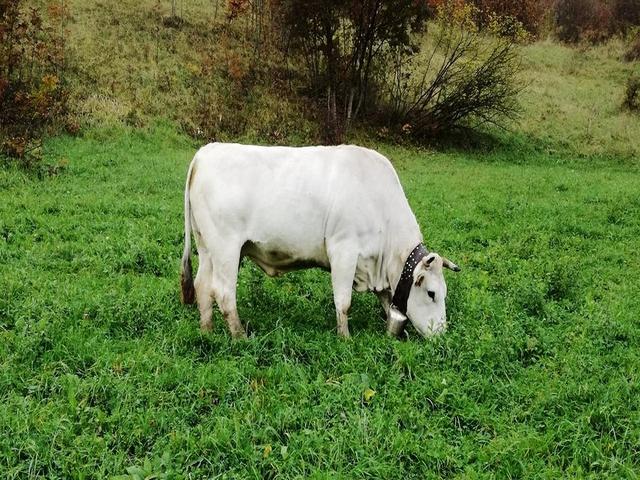 Vache Markidjanska