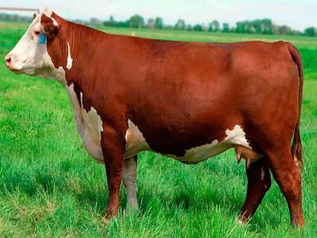 Vache rouge biélorusse