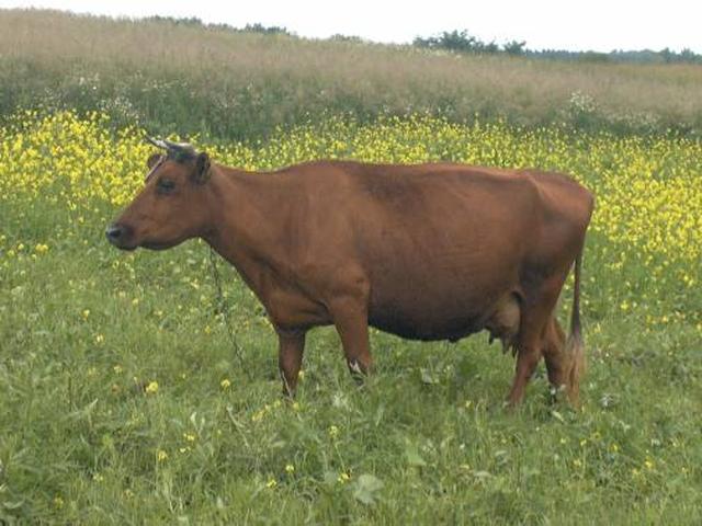 Vache rouge lituanienne