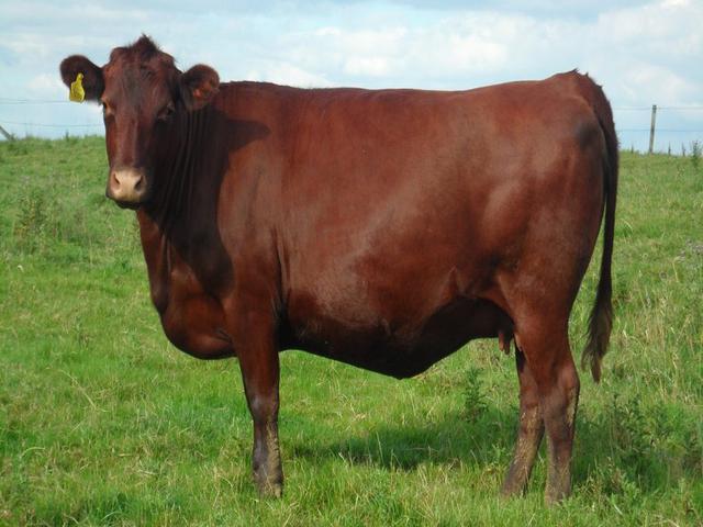 Vache rouge sans cornes