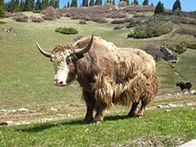 Wilder Yak
