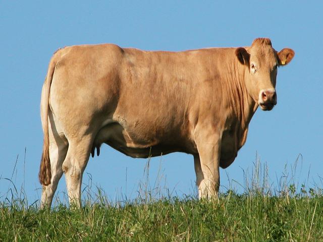 Vache du Yorkshire
