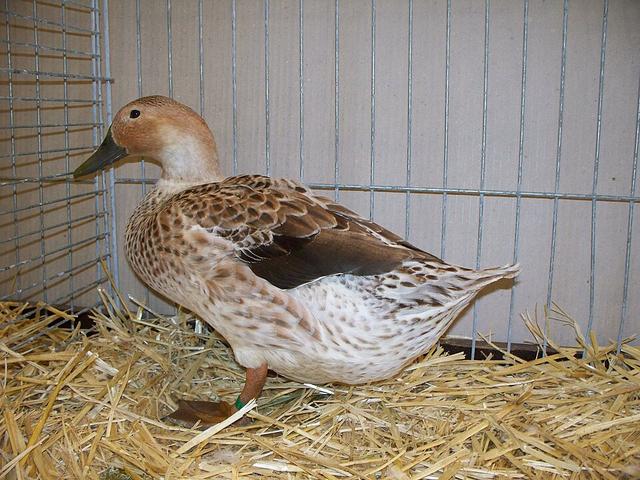 Harlequin gallois
