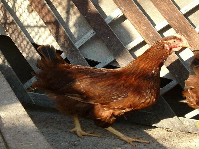 ستارا زاغورا الحمراء