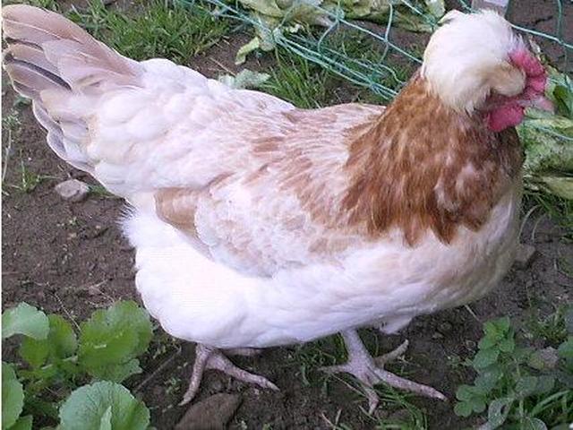 سولمتالر