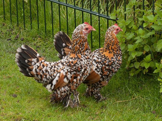 Bantam botté