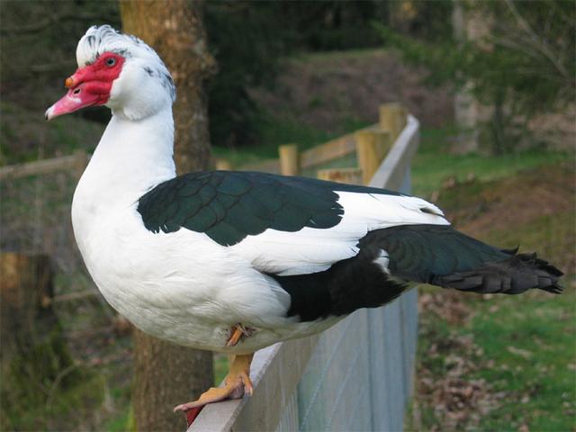 Canard musqué domestique