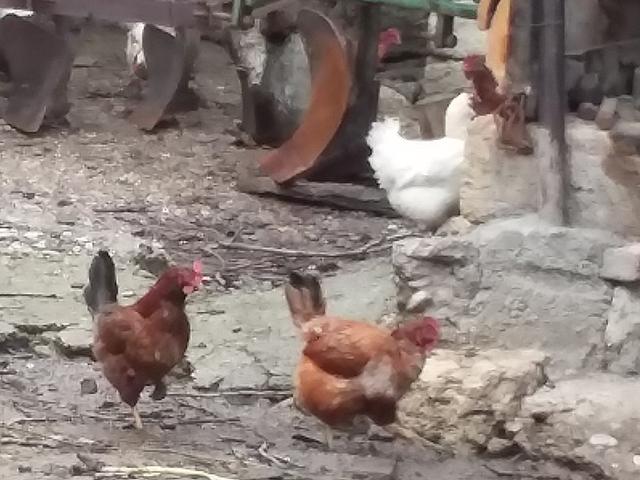 سومبور كابوركا
