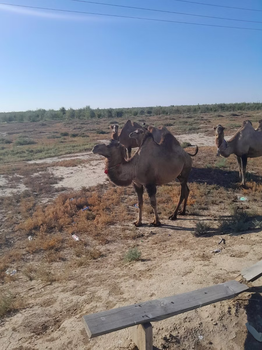 Kazakh Bactrian camel