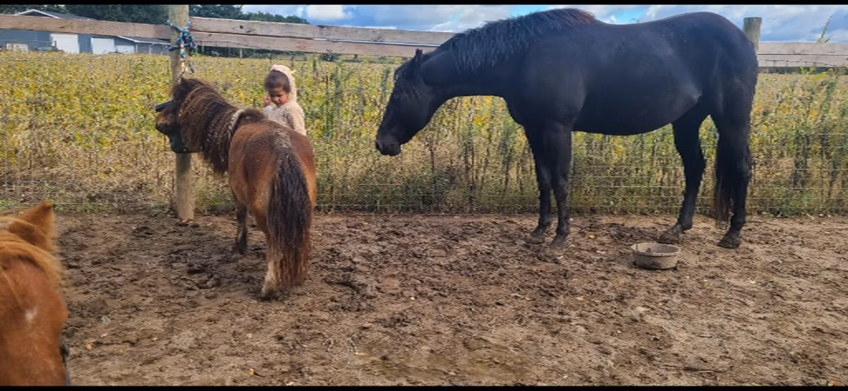Appaloosa