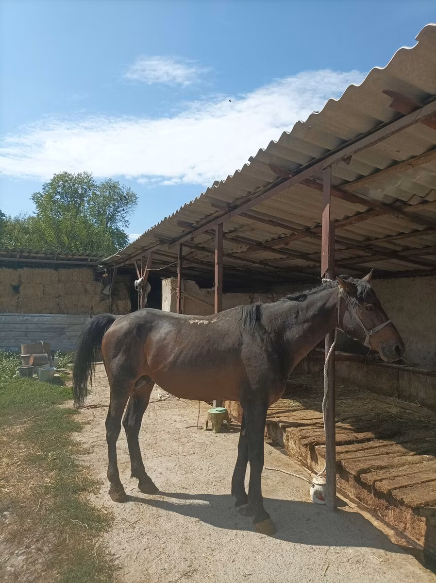 Karachay horse