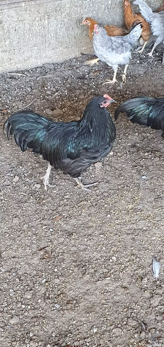 Australian Pit Game fowl