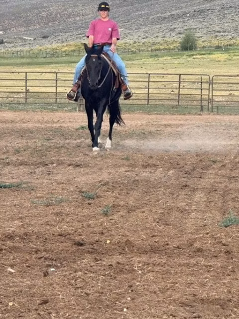 National Show Horse