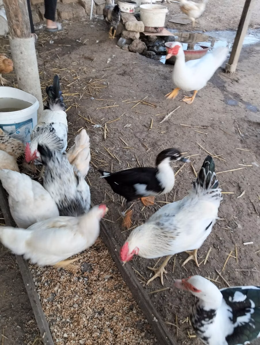 Gallina checa dorada veteada