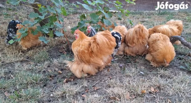 بيكين بانتام