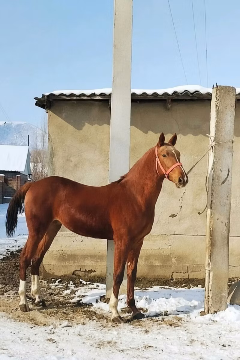 Karabair horse