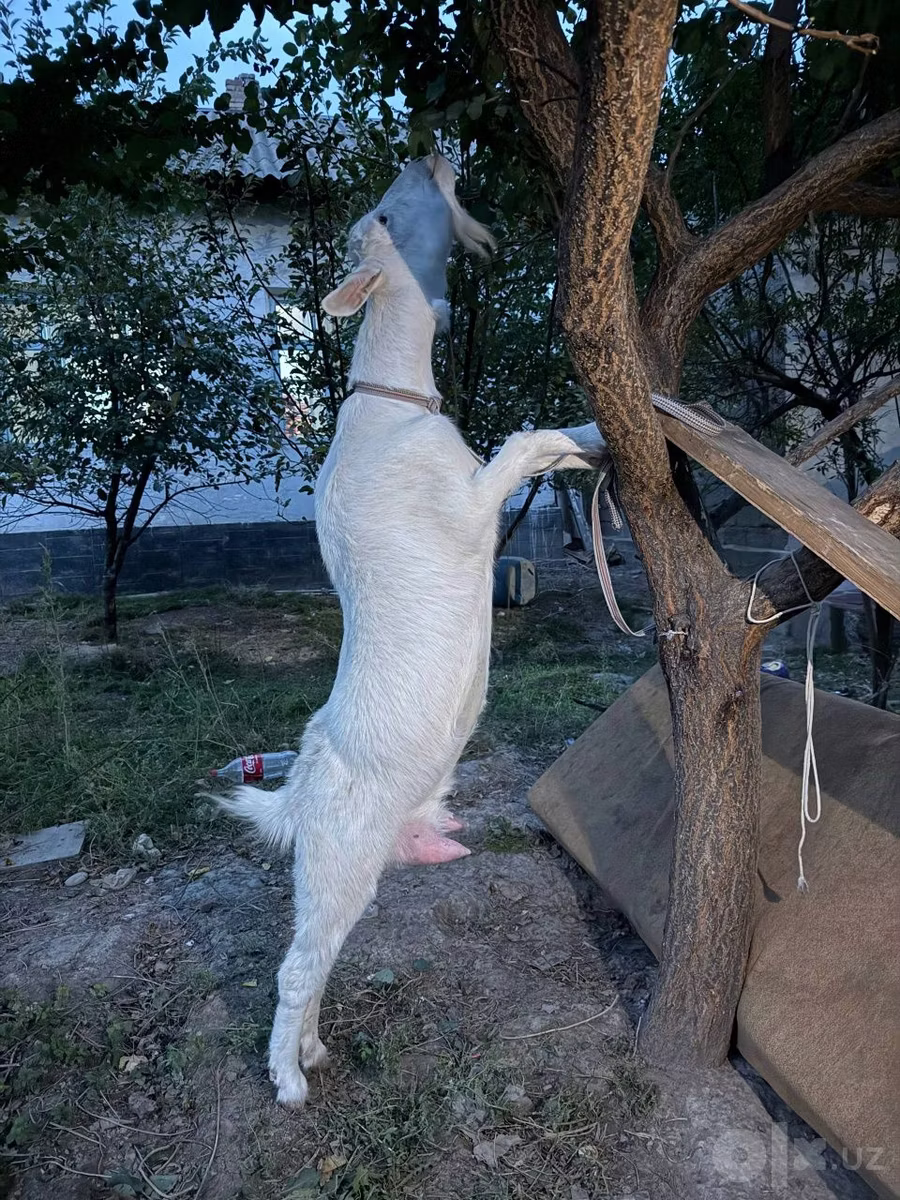 Russian White goat