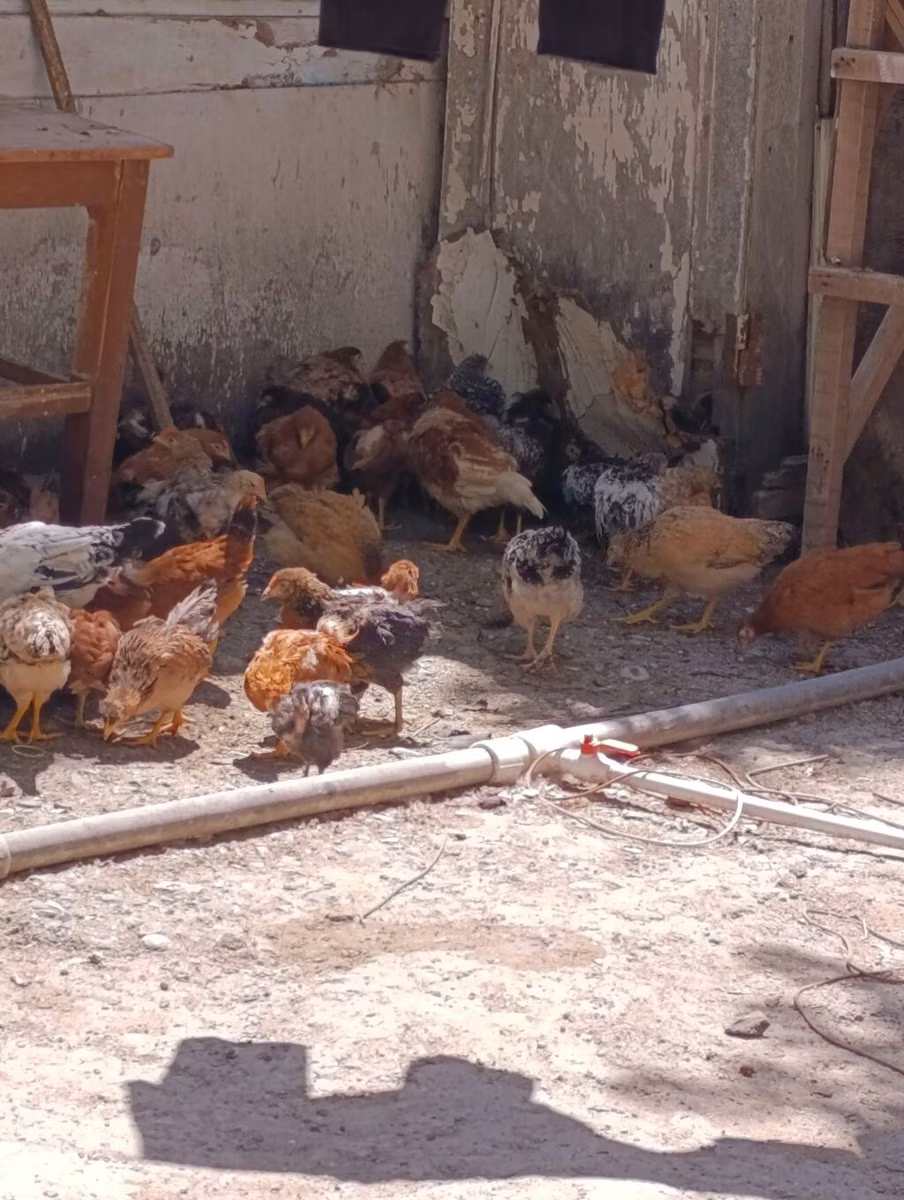 Gallina checa dorada veteada
