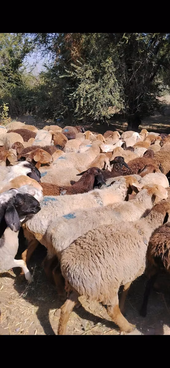 Beulah Speckled face sheep