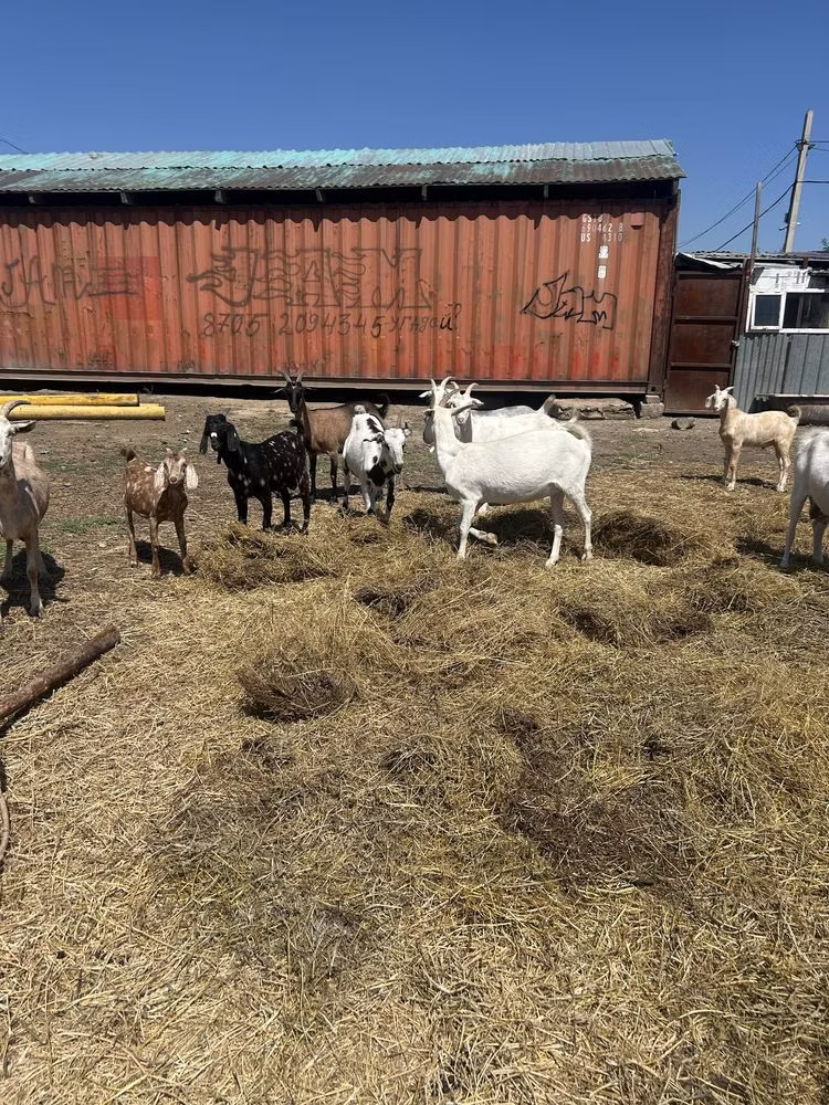 Saanen goat