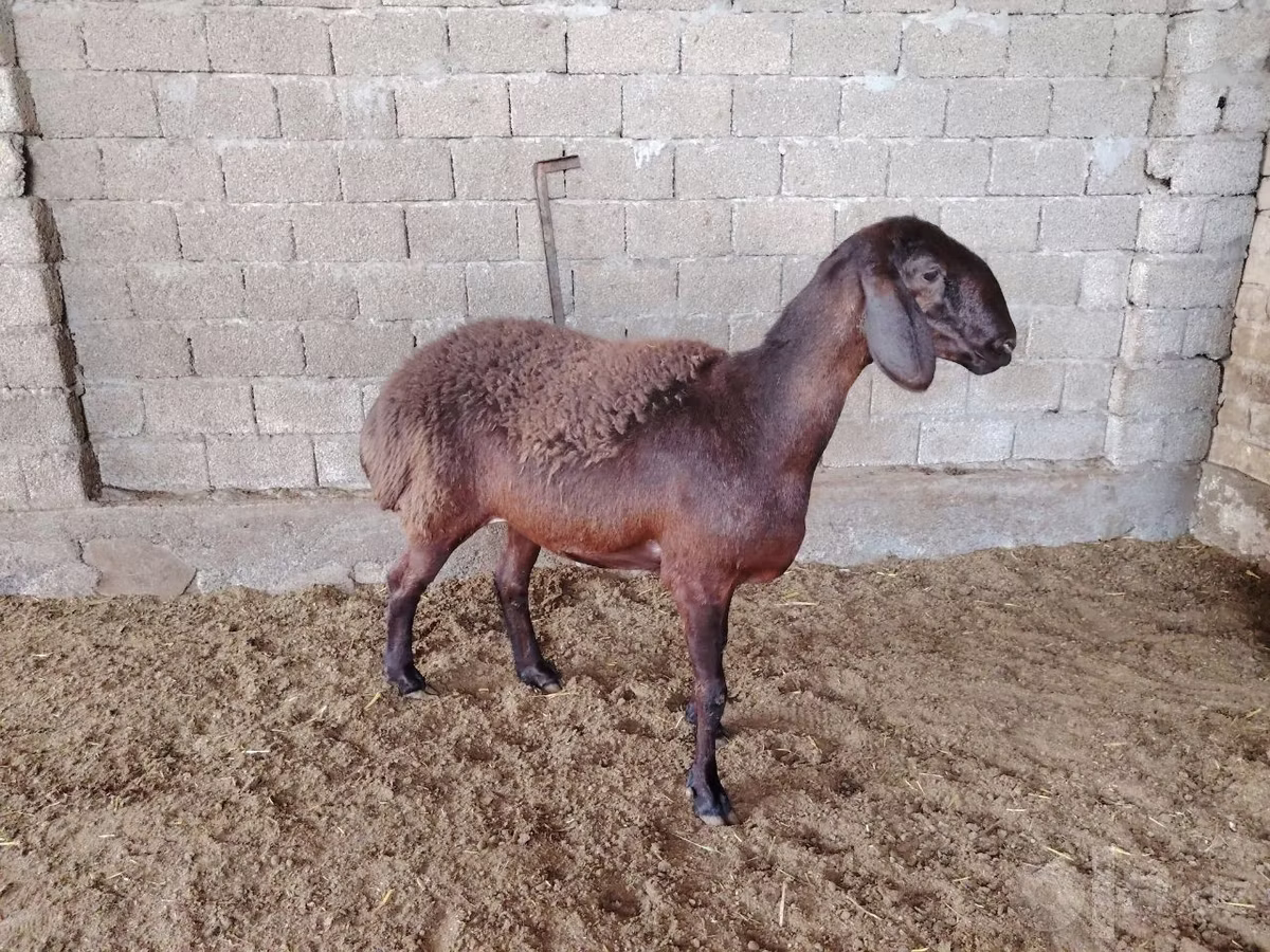 Blackheaded Persian sheep