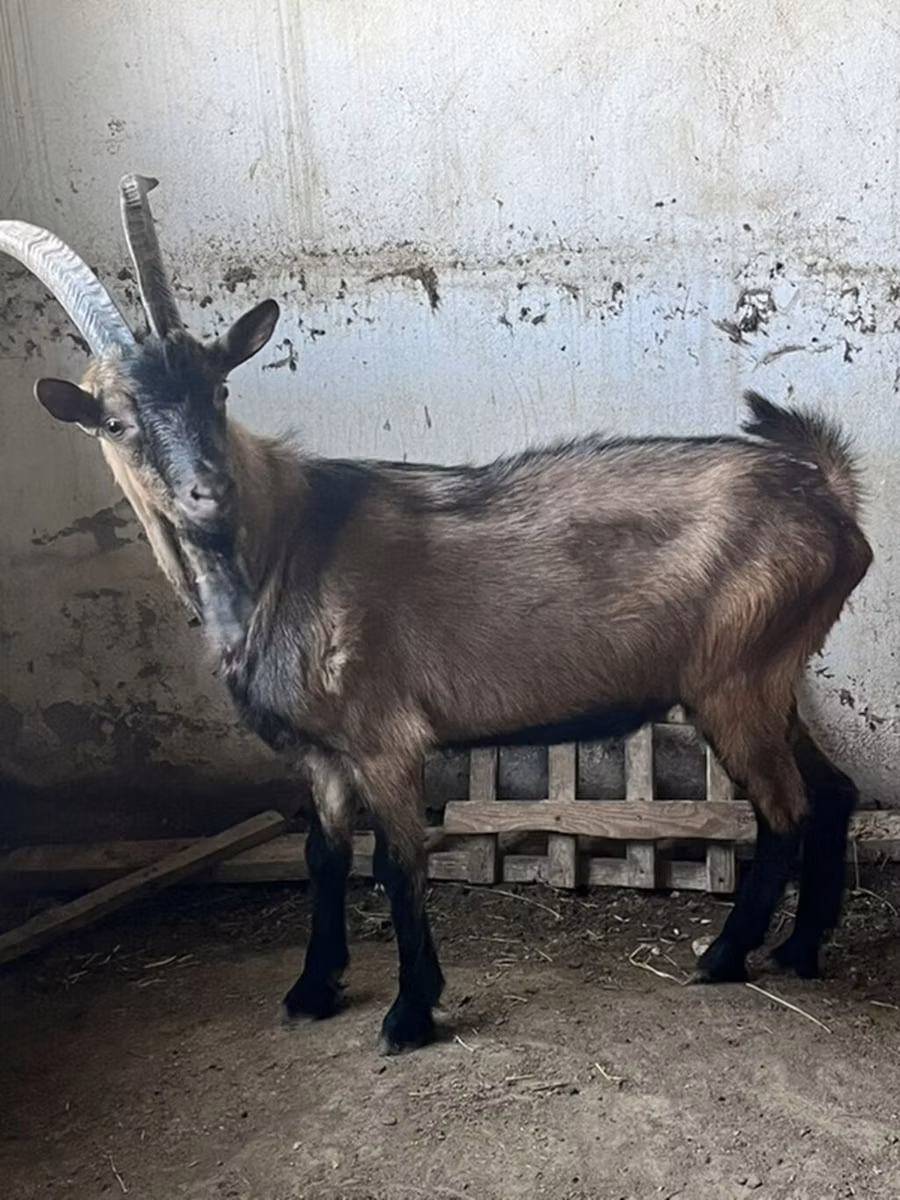 Oberhasli goats