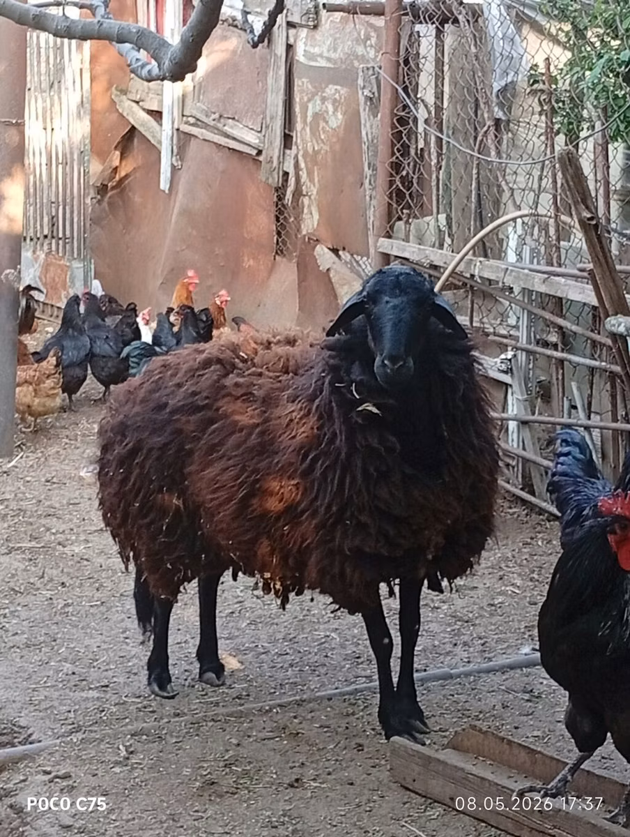 Karabakh sheep