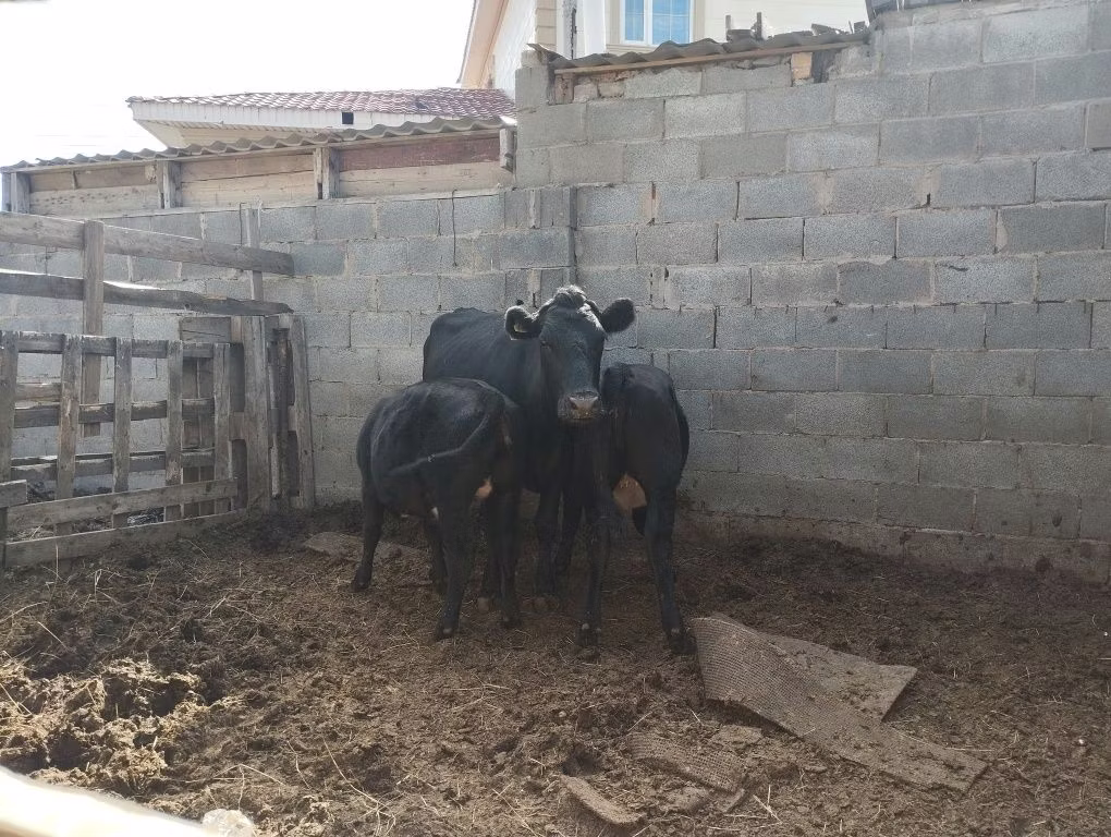 Latvian Blue cattle