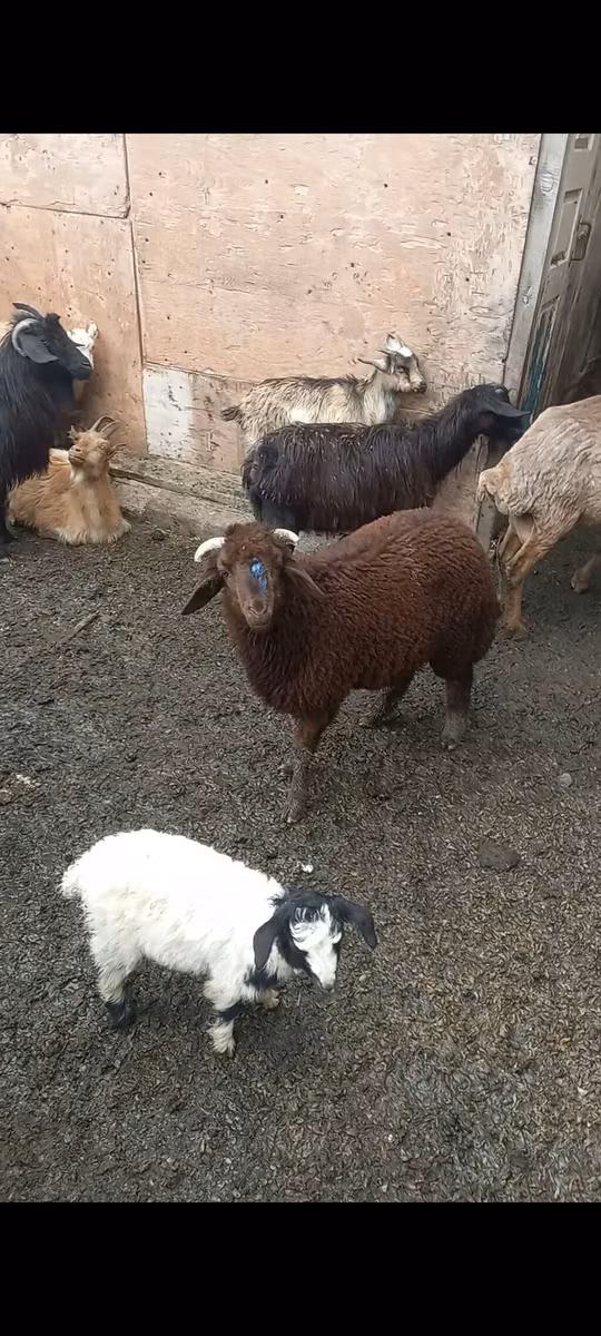 Red Karaman sheep