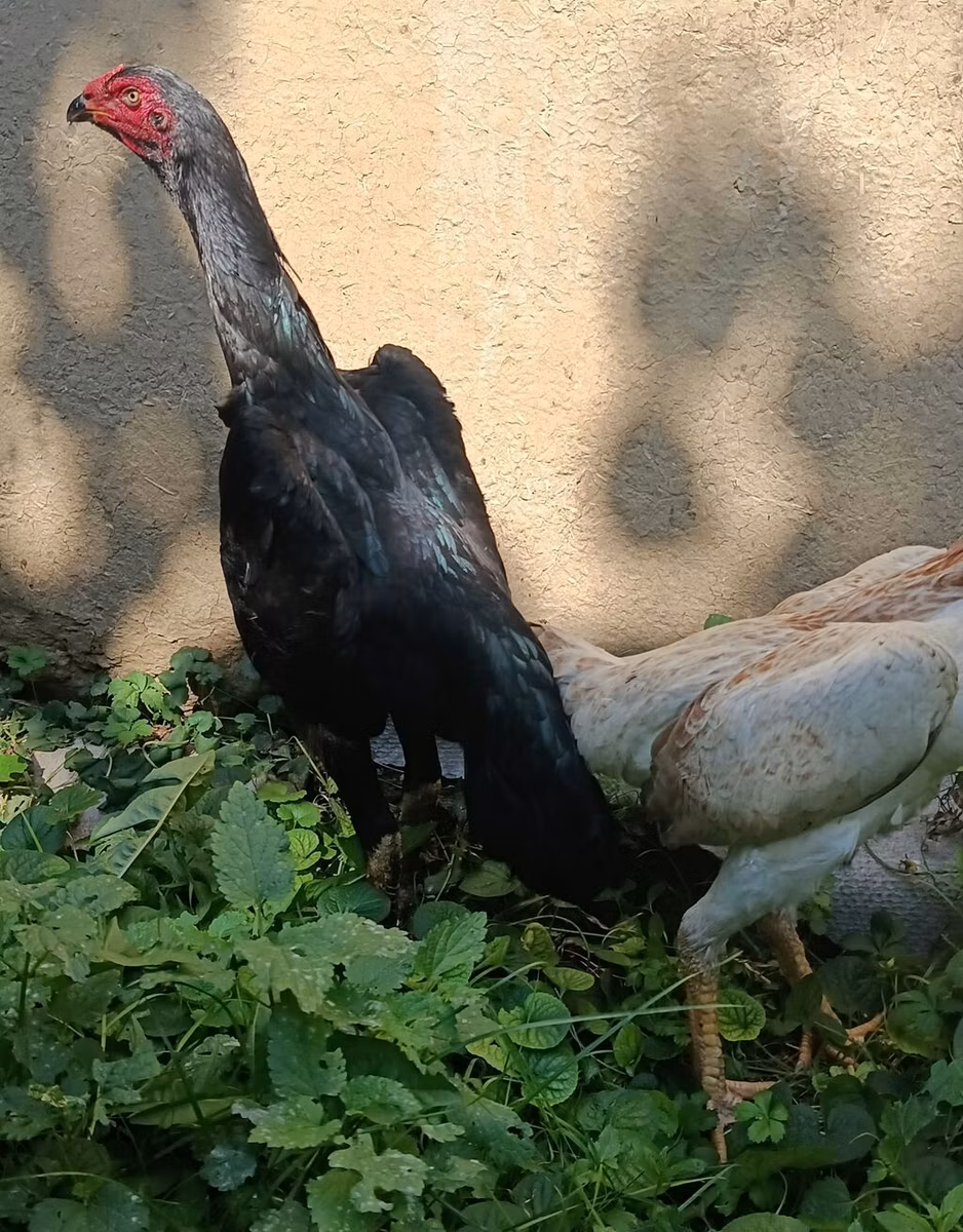 دجاج شمو
