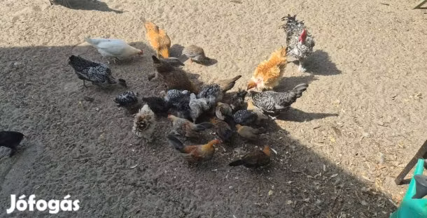 gallina danesa