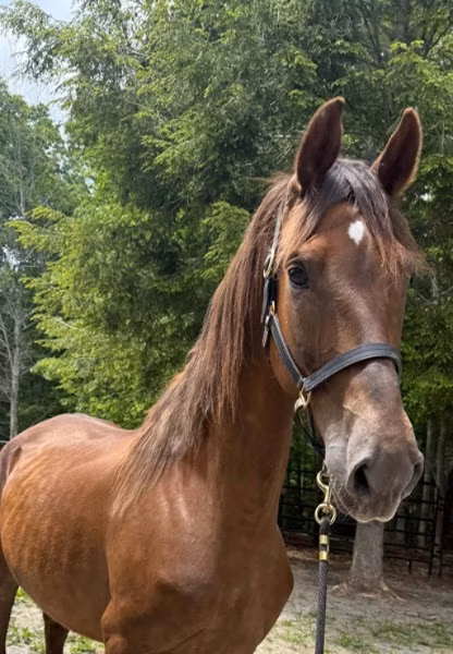 Dutch warmblood horse