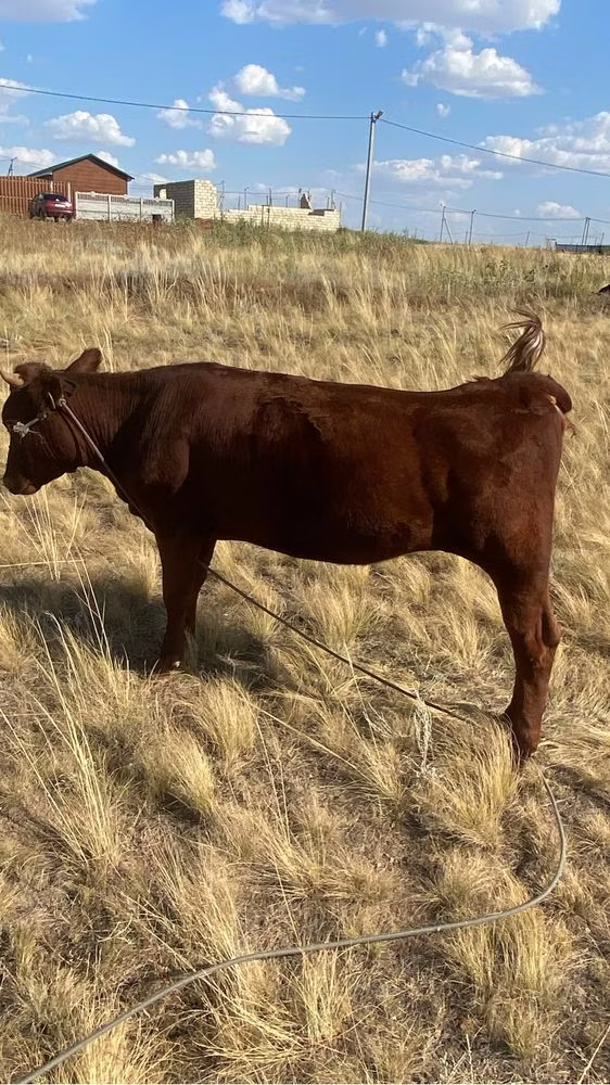 Vaca de estepa roja