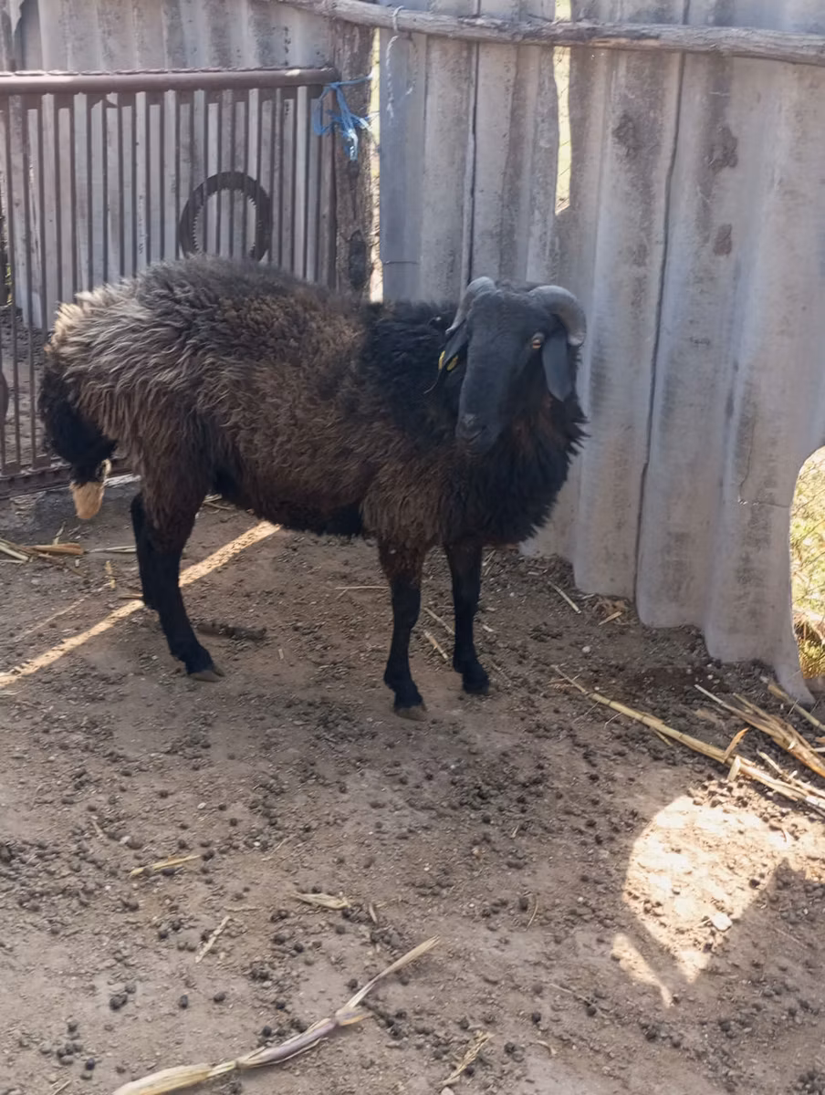 Karakul sheep
